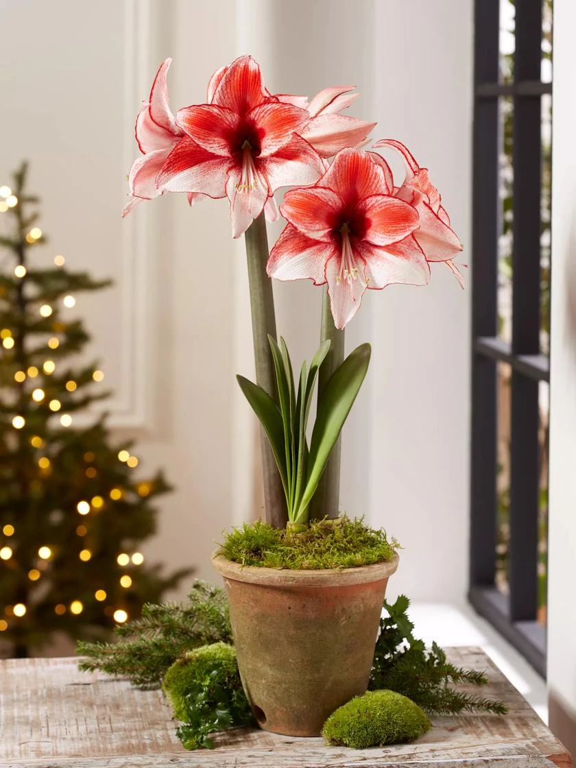 Premium Amaryllis Bulb - Image 7