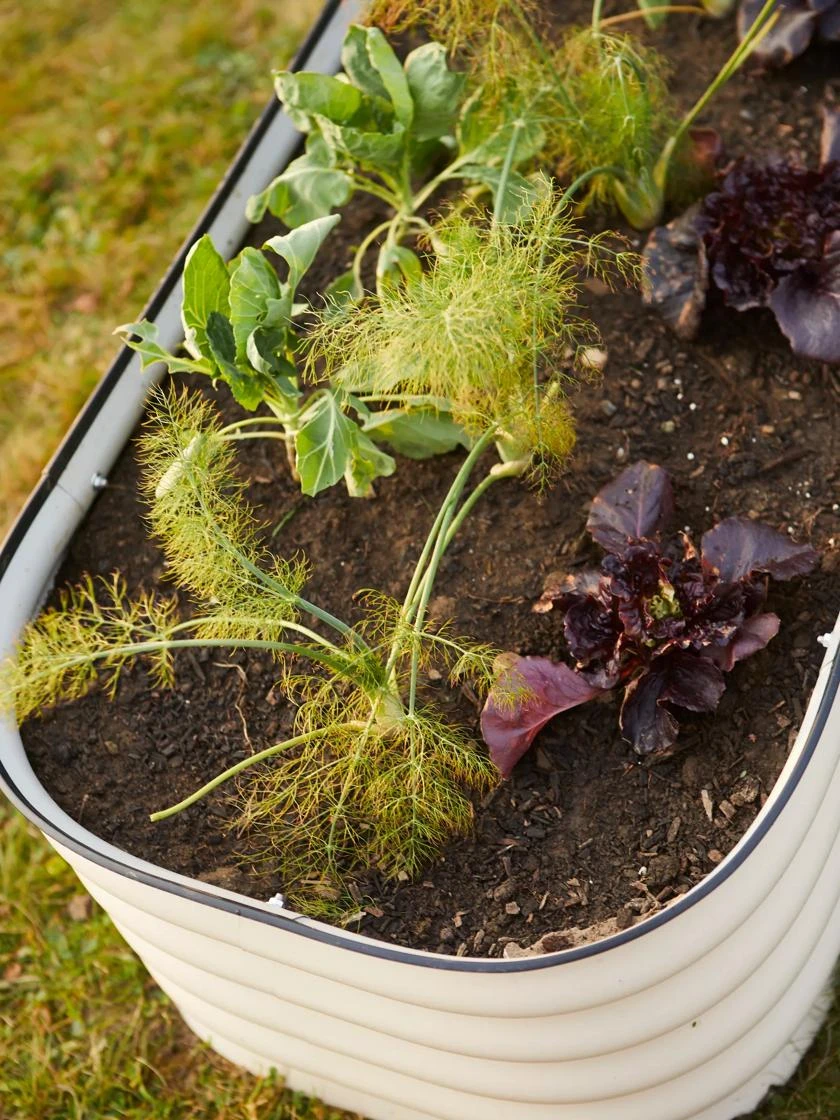 Birdies™ Modular Metal Raised Bed - Image 4