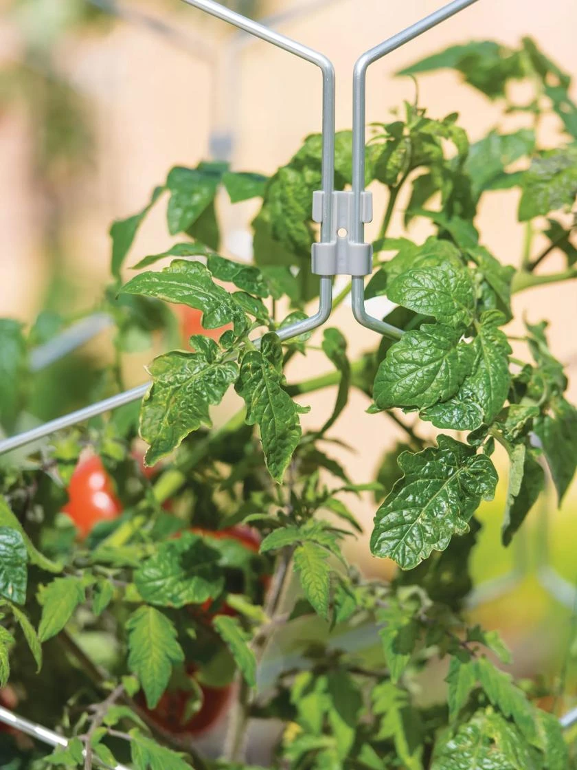 Gardener's Vertex Lifetime Tomato Cage - Image 3