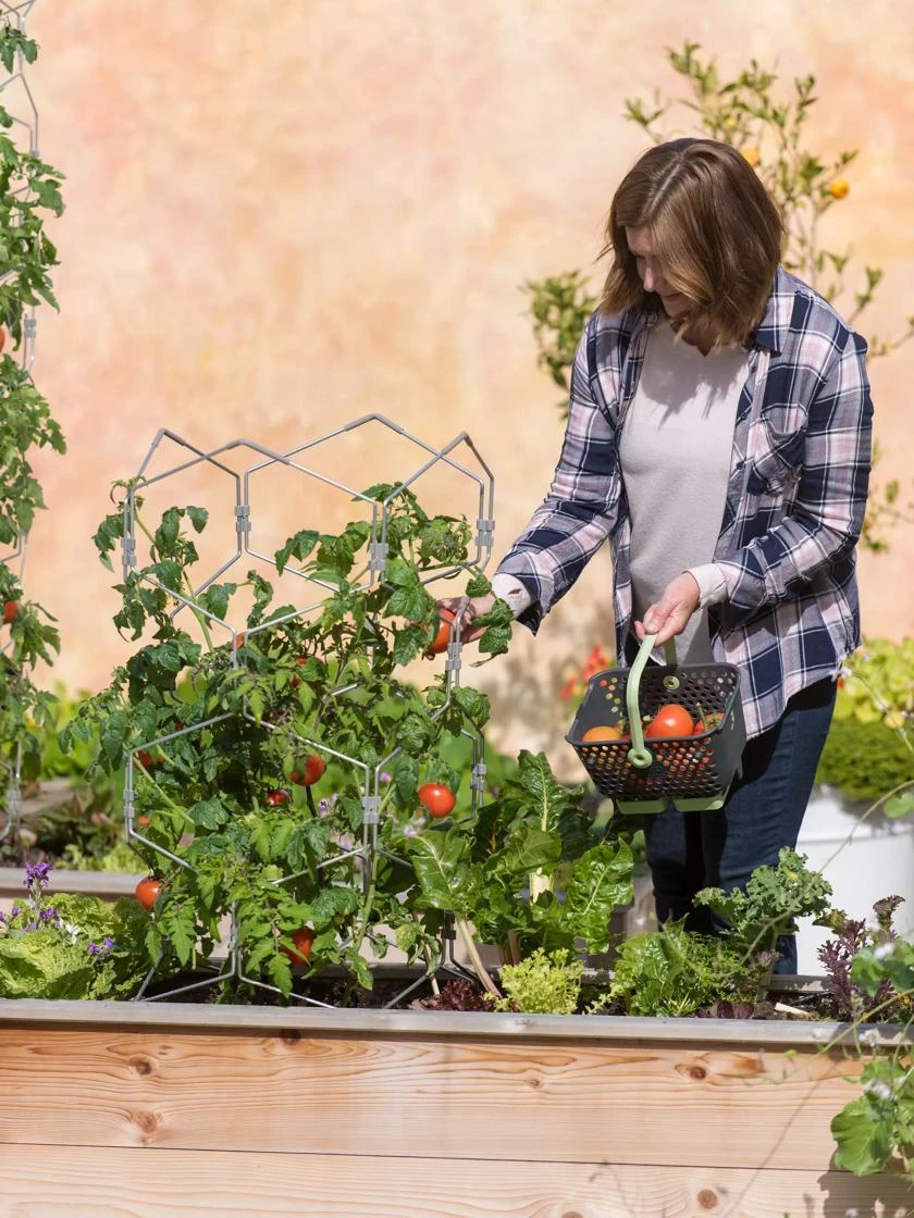 Gardener's Vertex Lifetime Tomato Cage - Image 4