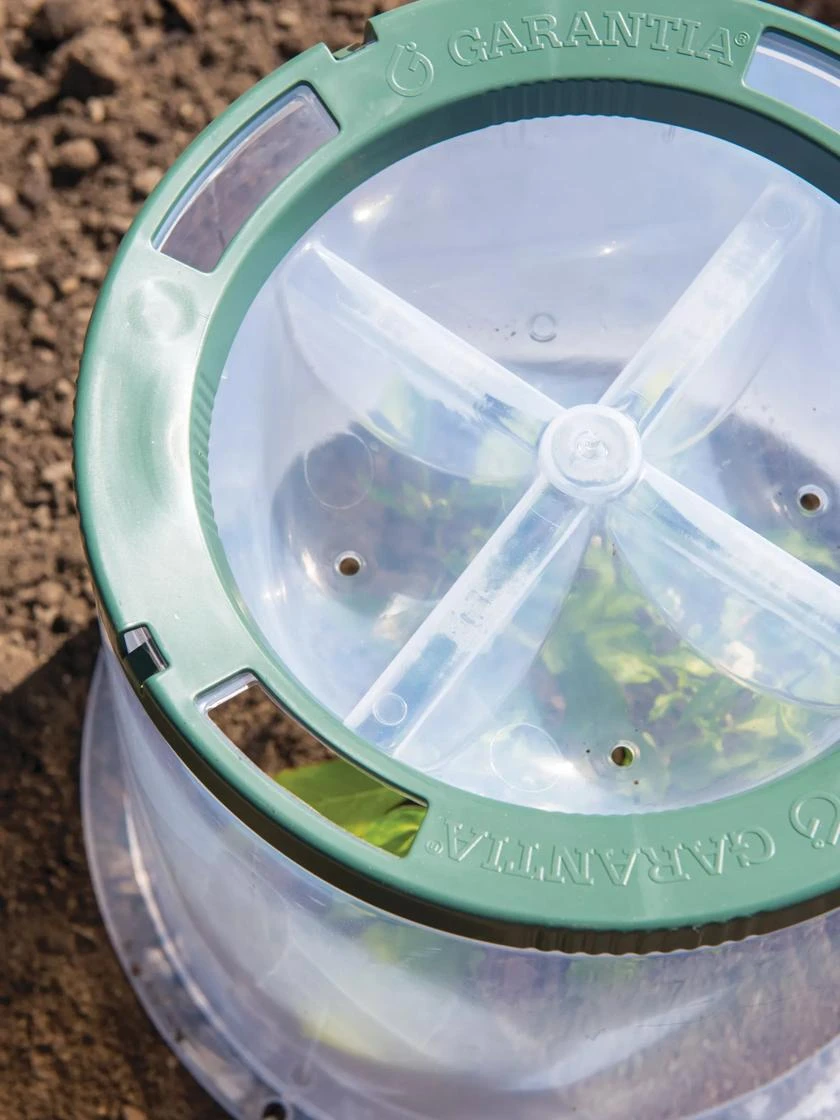 Sunny Forcing Cloches, Set Of 3 - Image 4