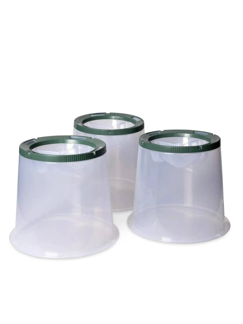 Sunny Forcing Cloches, Set Of 3 - Image 3