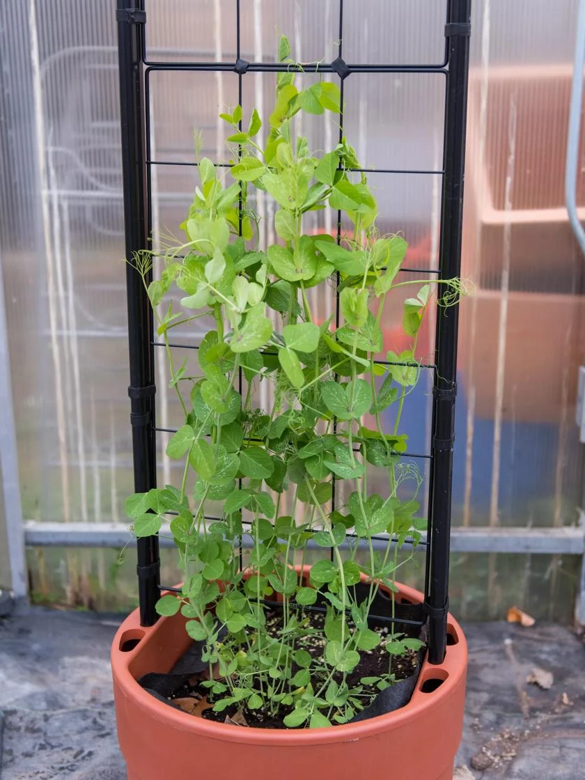 Gardener’s Victory Self-Watering Planter With Vine Trellis - Image 6