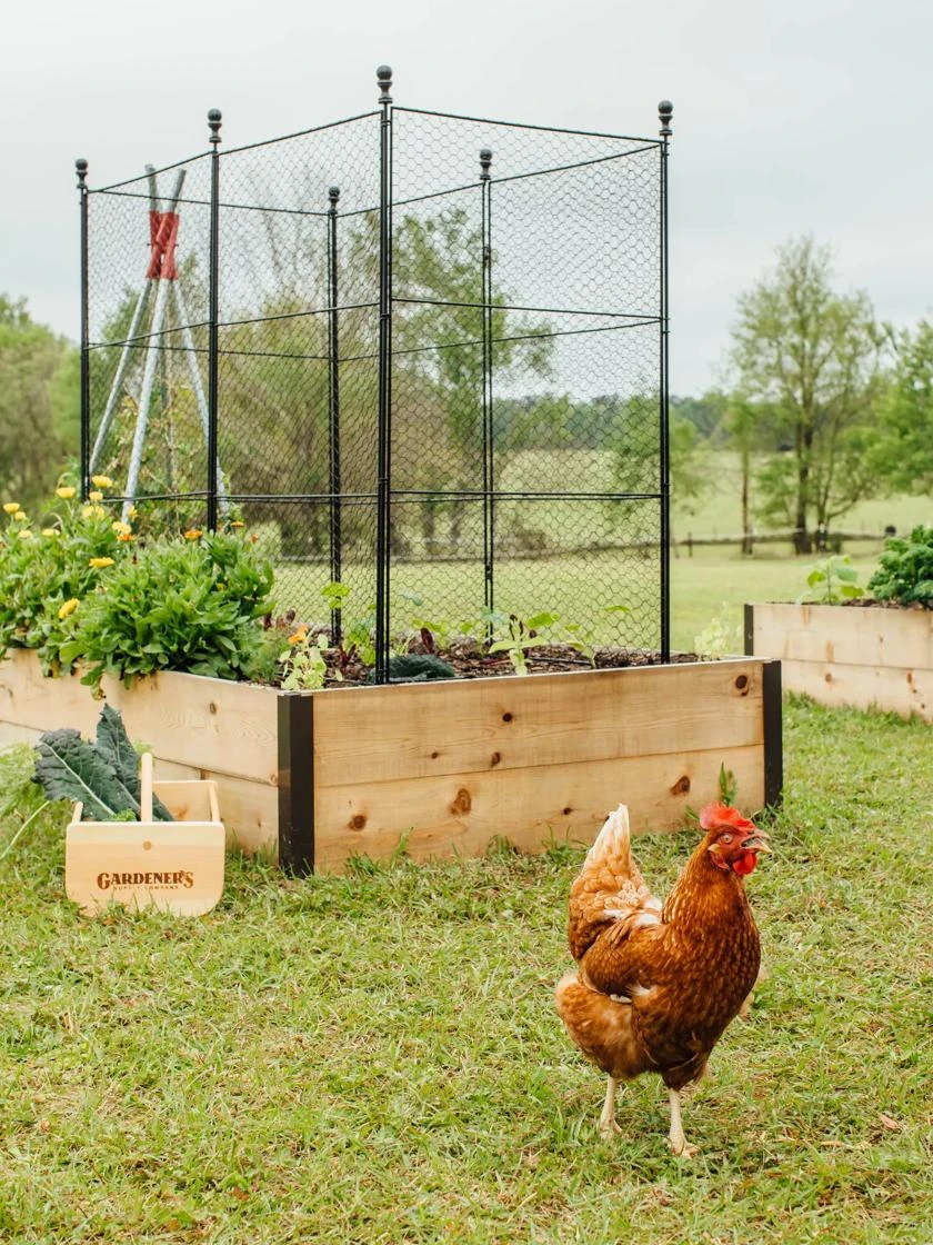 Tall Chicken Wire Critter Fence With Gate - Image 4